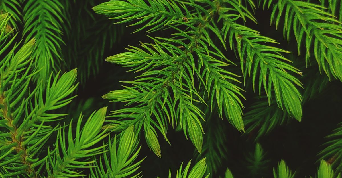 Close up of Green Evergreen Leaves · Free Stock Photo