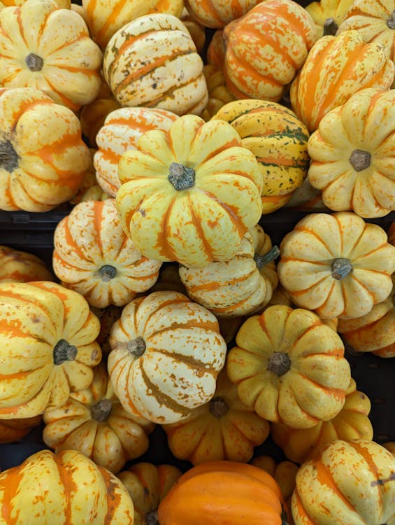 Yellow and Orange Pumpkins