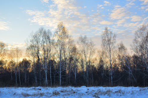 Winter Landscape with Bare Trees