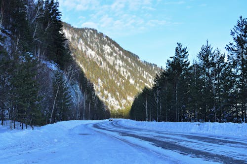 Fotobanka s bezplatnými fotkami na tému cesta, ihličnan, krajina