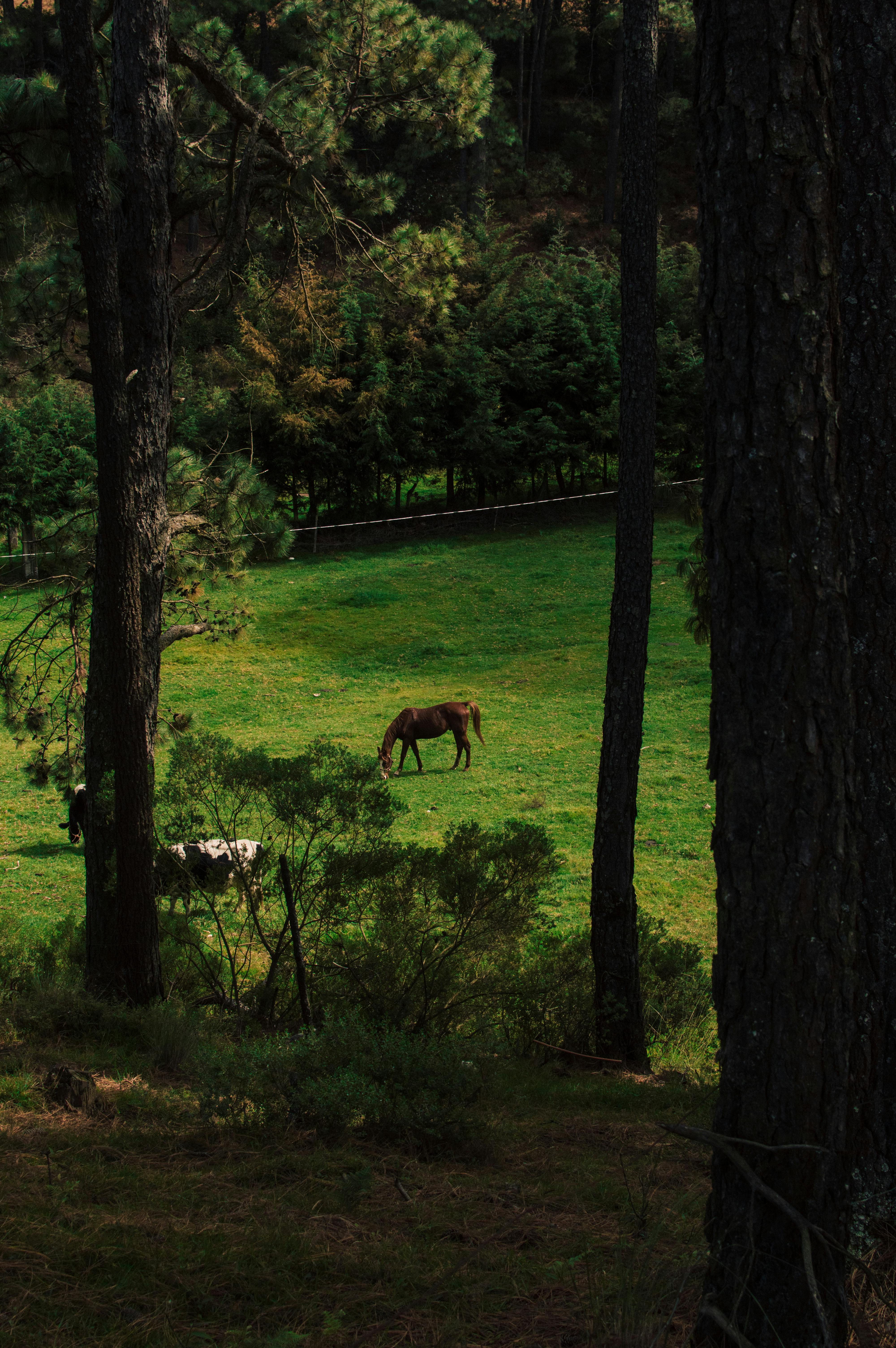 Horses grazing peacefully in a lush, forested pasture in Veracruz, Mexico.