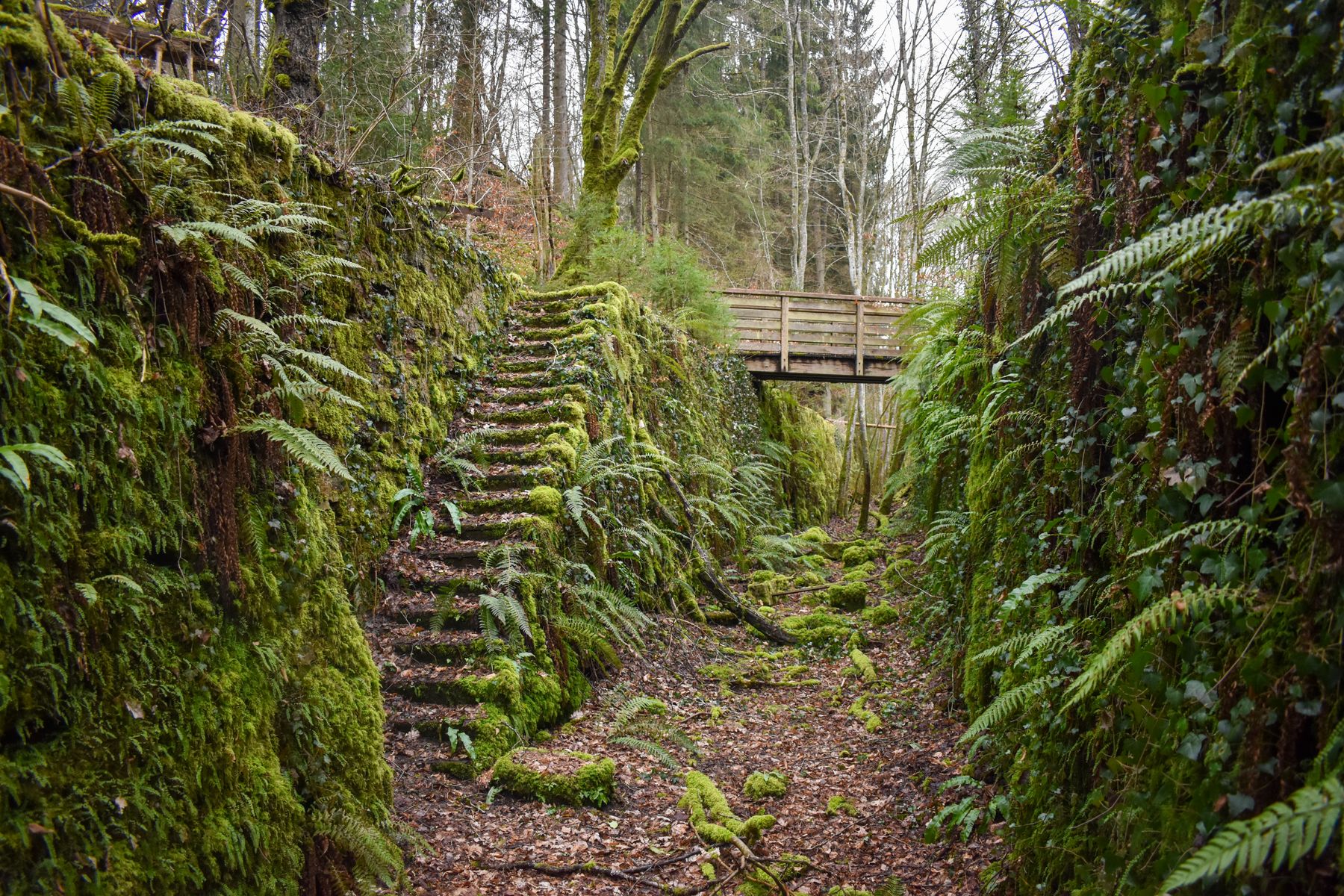 Hiking the Mullerthal in Late Autumn: What to Expect