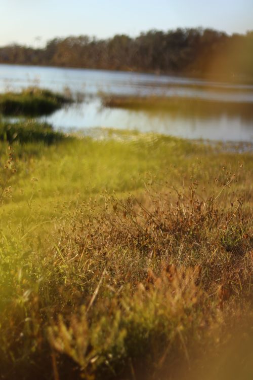 Free Peaceful riverside scene with lush grass and tranquil water on a sunny day. Stock Photo