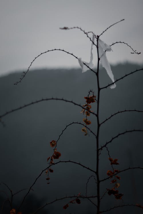 Close-up of a Little Tree in Autumn 