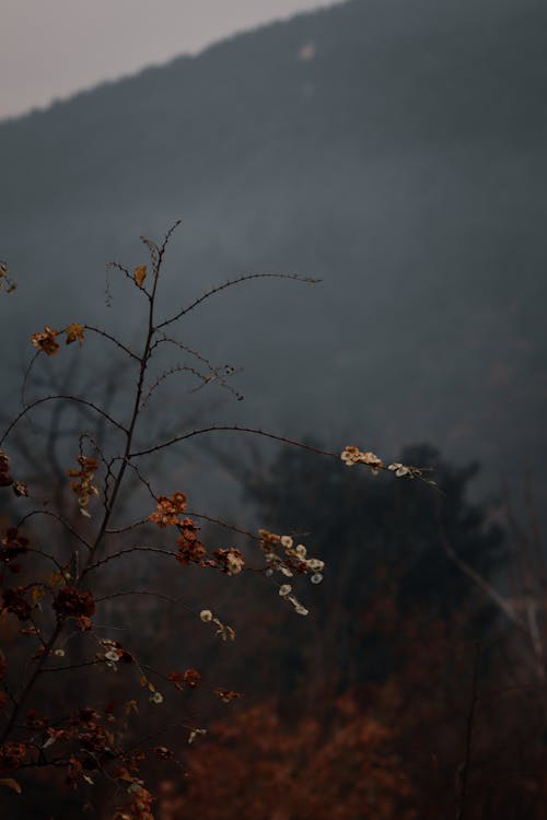 Gratis stockfoto met bergen, boom, herfst