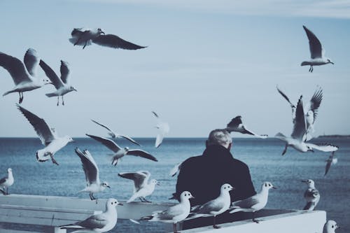 Безкоштовне стокове фото на тему «берег моря, вода, водоплавна птиця» стокове фото