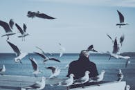 老人坐在海边被海鸥包围的长凳上，感受着海边的宁静