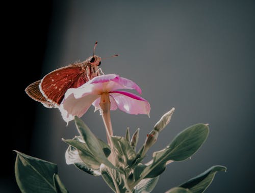 Moth Perched on Pink Flower