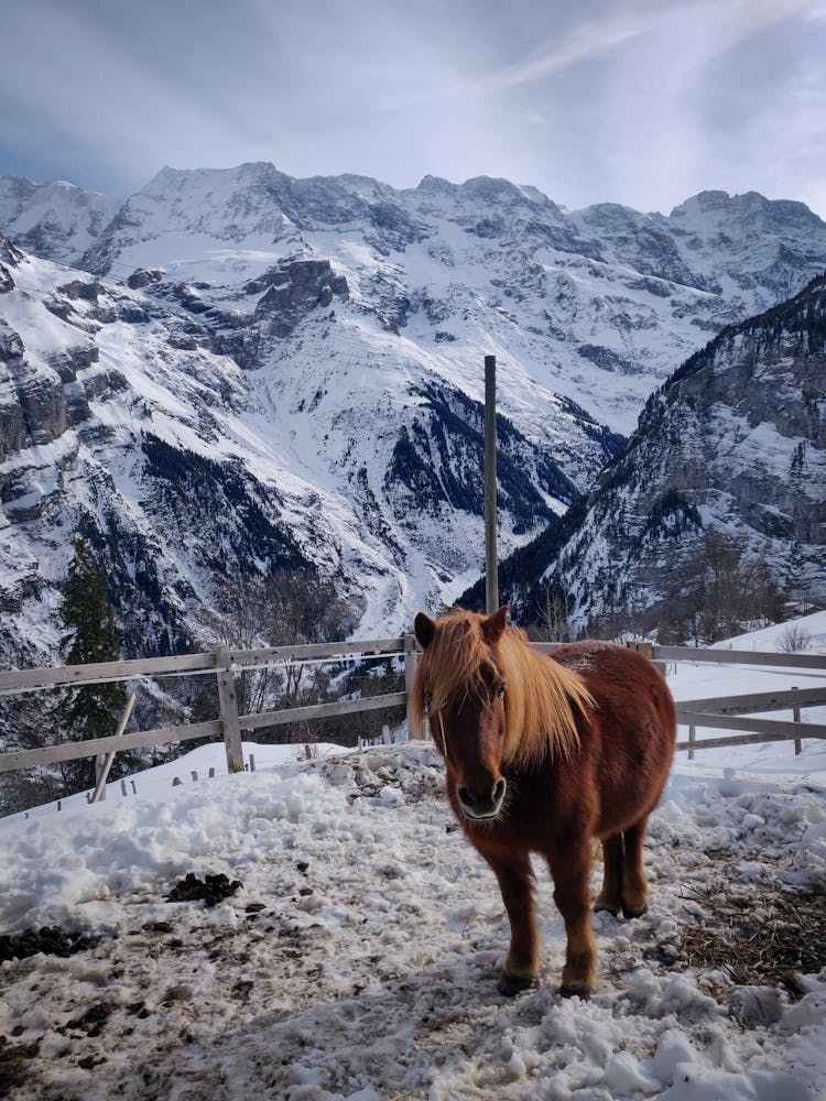 Horse In Mountains In Winter