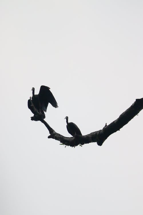 Fotos de stock gratuitas de animal, aves, aviar