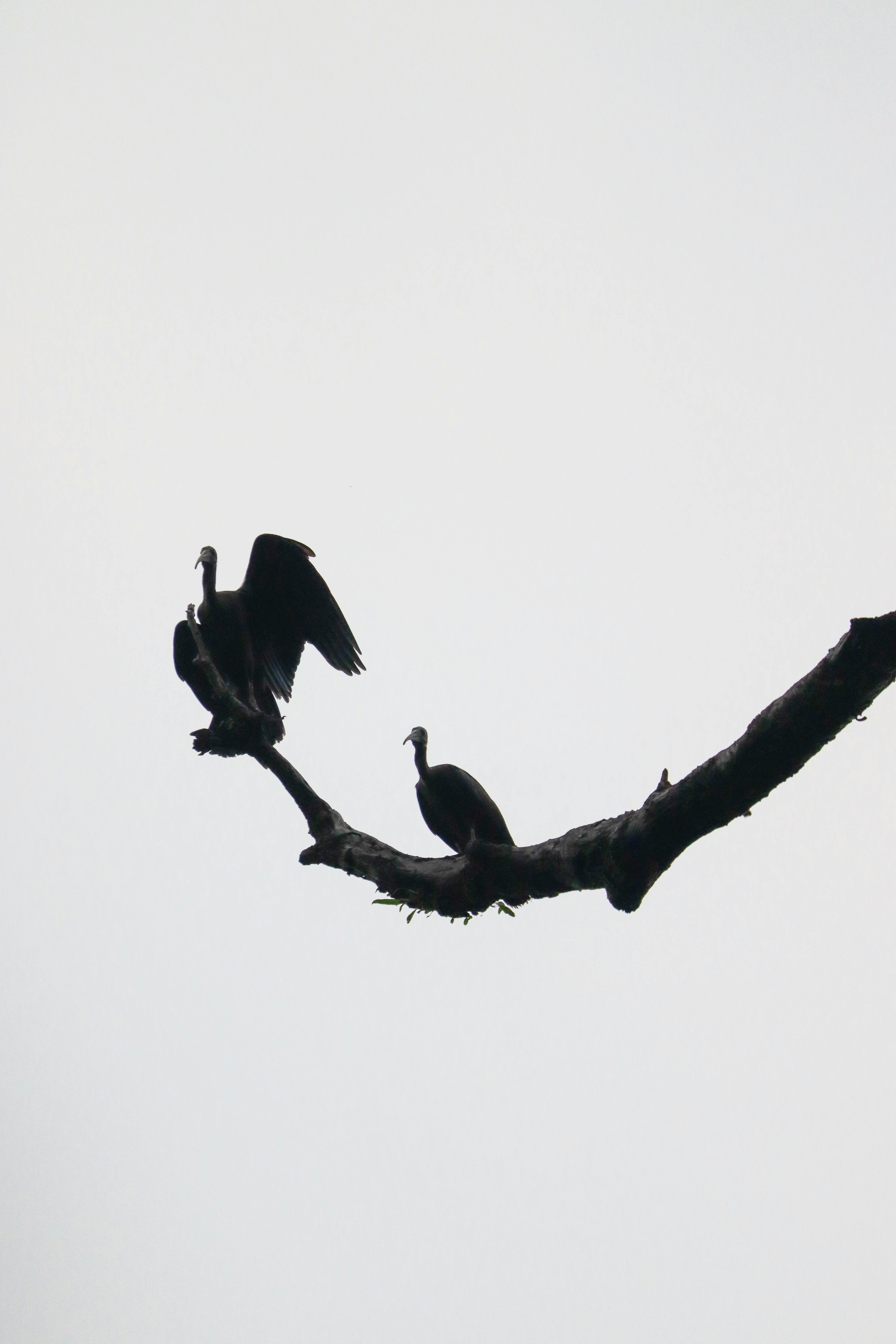 A Common Blackbird · Free Stock Photo 