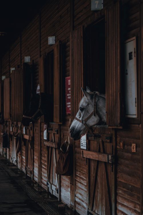 Free Horse peering out from a rustic stable in a tranquil setting, highlighting rustic charm. Stock Photo
