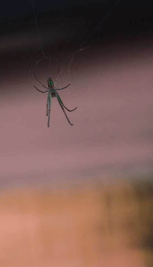 Free stock photo of insect, insect photography, spider