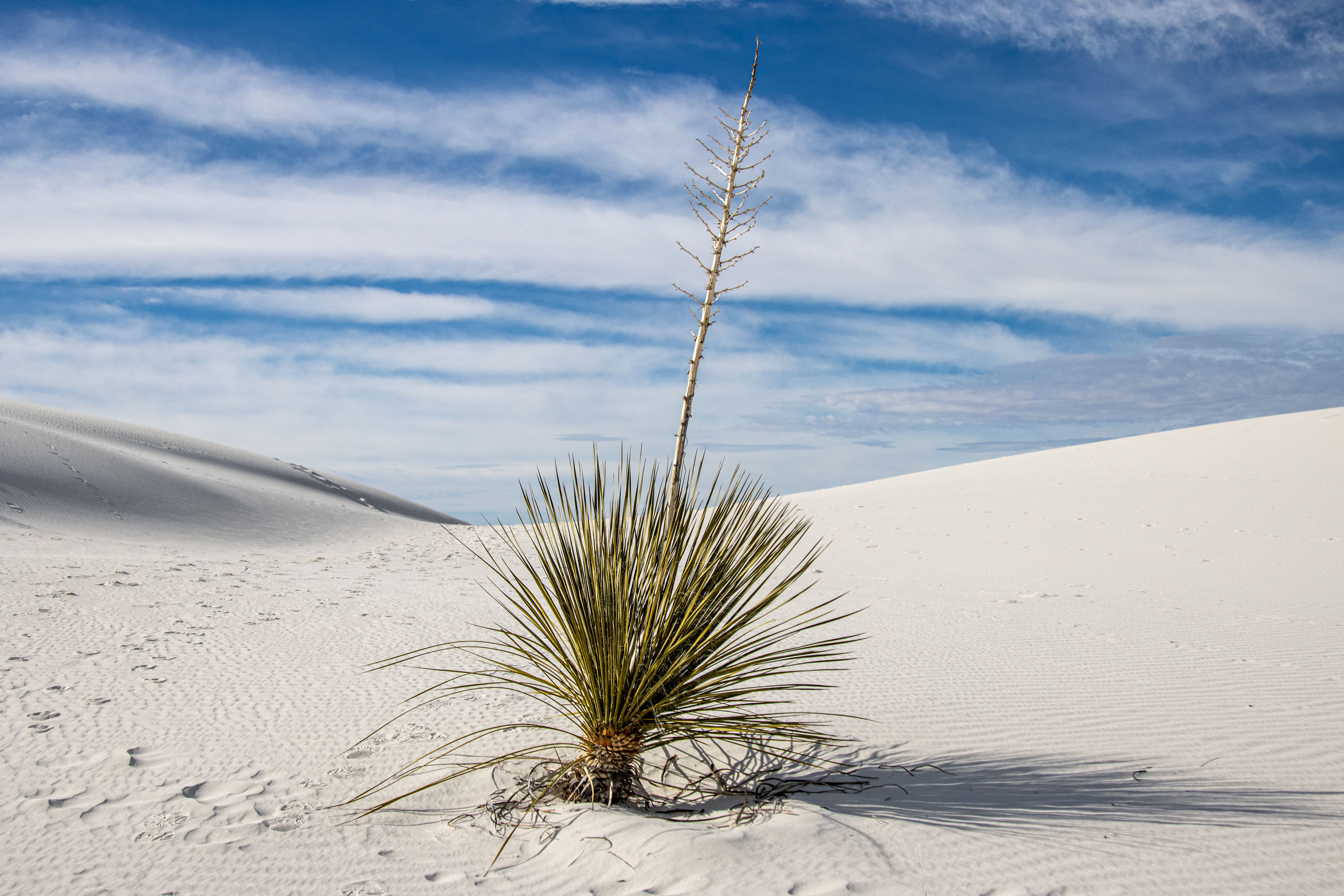 Soaptree yucca rising from the white dunes