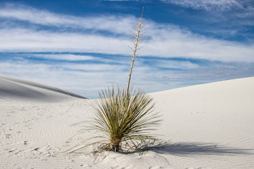 A Yucca Growing in a Desert 