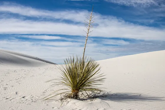 Soaptree yucca rising from the white dunes