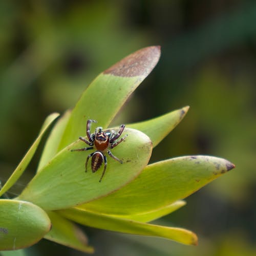 Foto profissional grátis de aracnídeo, aranha, aranha-saltadora
