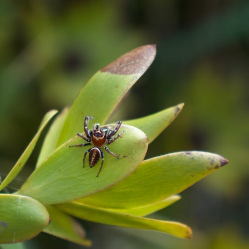 Close Up Photo of Spider on Green Leaf