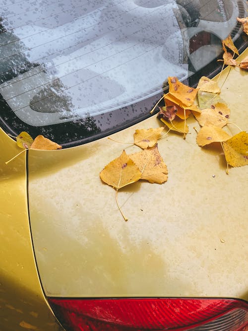 Autumn Leaves on Yellow Car