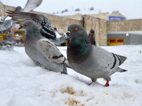holub, 겨울, 비둘기의 무료 스톡 사진