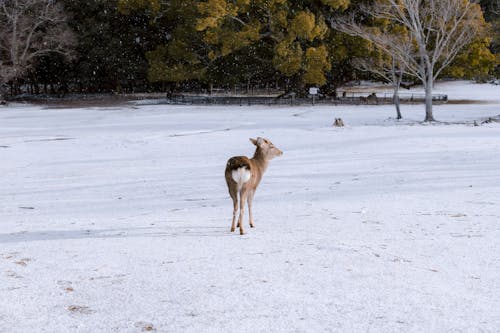Deer on Snow Covered Ground