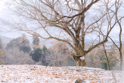 Foto profissional grátis de animal, árvore nua, árvore sem folhas