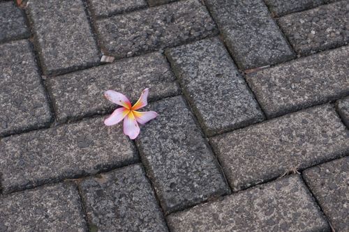 Free Lonely flower Stock Photo