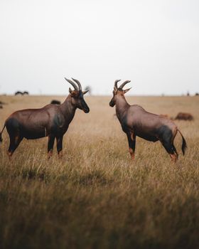 Two topi antelopes stand in a vast African savannah, marking a wildlife haven.