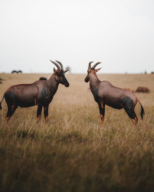 Two topi antelopes stand in a vast African savannah, marking a wildlife haven.