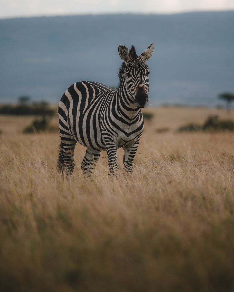 A zebra standing in the African savanna
