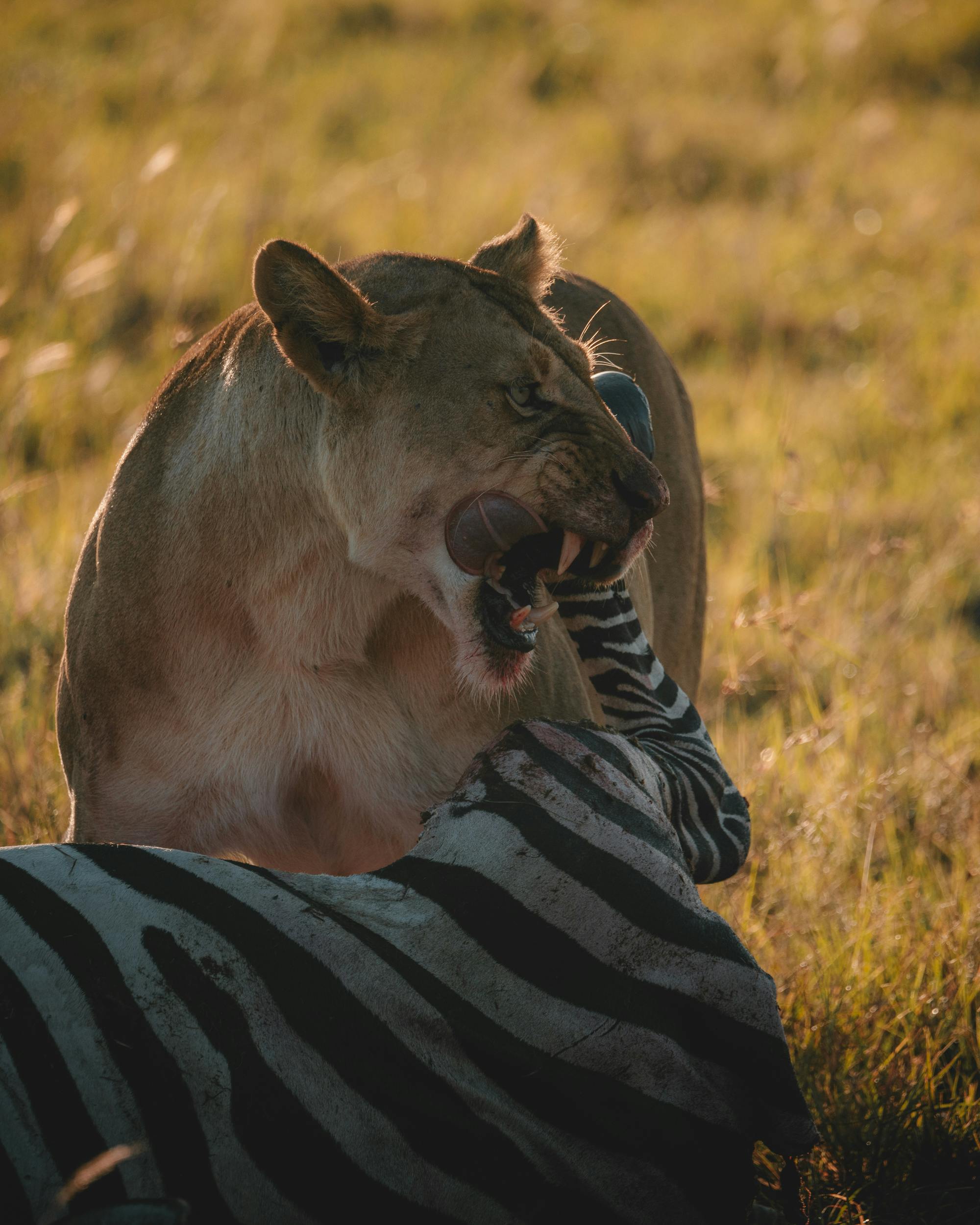 lioness hunting zebra