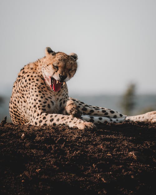 Photo of Lying Cheetah on the Ground