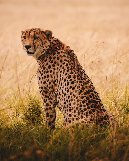 Photo of a Sitting Cheetah on the Grass
