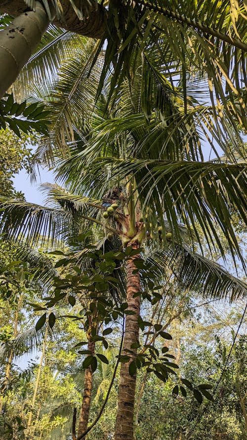 Foto d'estoc gratuïta de cocos, cocoters, foto amb angle baix
