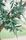 olive branch