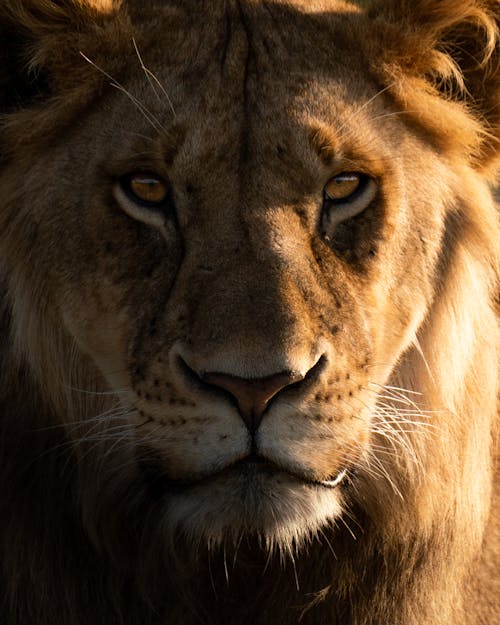Close Up of a Lion Head