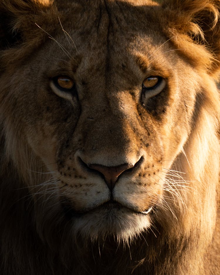 Close Up Of A Lion Head