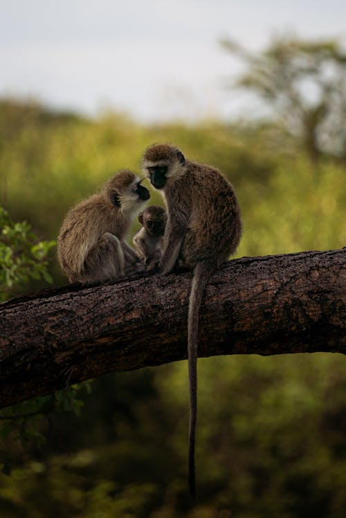 Monkeys Sitting on Tree