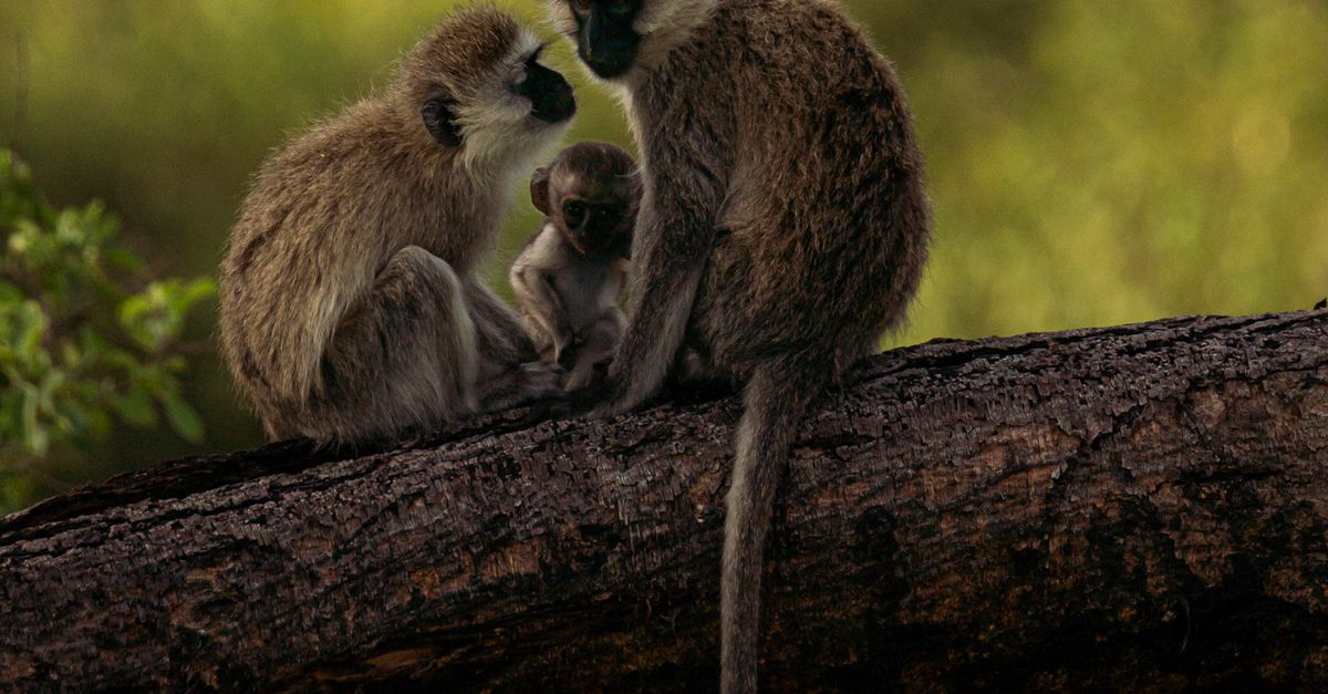 Monkeys Sitting on Tree · Free Stock Photo