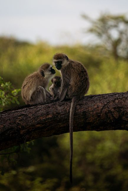A group of vervet monkeys sitting on a tree branch in a lush, green forest.