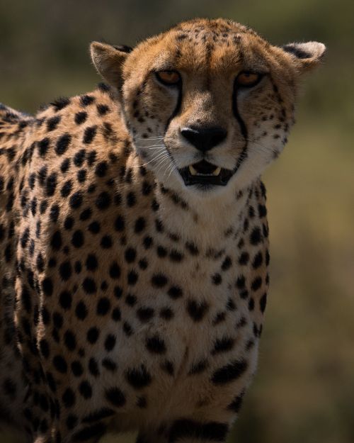 Free Majestic cheetah gazing intently in its natural habitat, showcasing its agility and grace. Stock Photo