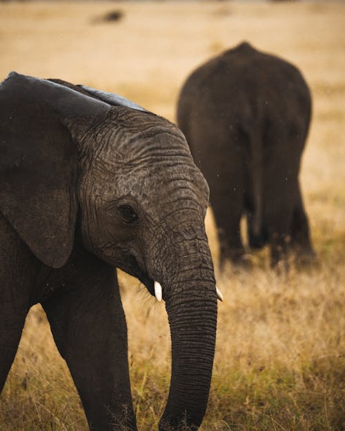 Imagine de stoc gratuită din animal, elefant, faună sălbatică