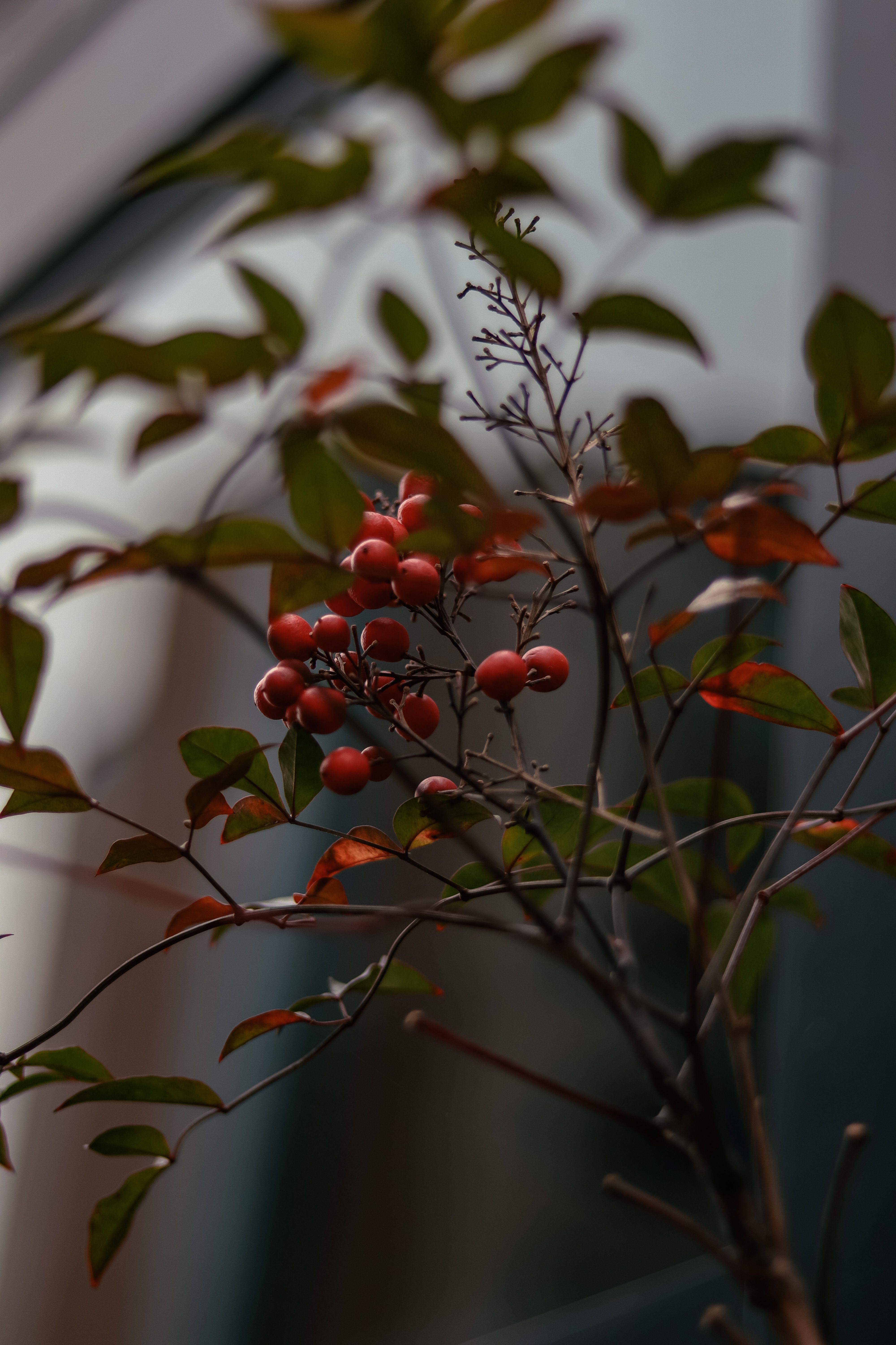 Close Up of Shrub Branch with Fruits · Free Stock Photo