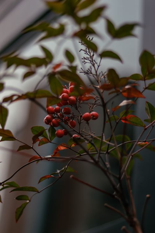 Free A vertical shot showcasing red berries on a branch amidst autumn foliage. Stock Photo