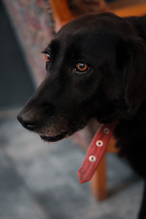 Free A close-up shot of a black Labrador Retriever with a red collar indoors, displaying its thoughtful expression. Stock Photo