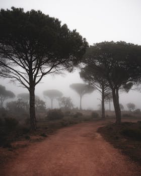 Misty dirt road through a serene forest in Le Luc, Provence. Perfect for nature lovers.