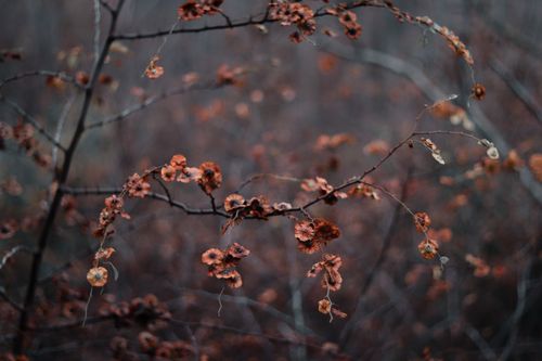Free Detailed close-up of dry branches with autumn leaves in a natural setting. Stock Photo