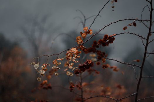 Close-up of autumn branches with dried leaves against a dark, moody sky in fall.