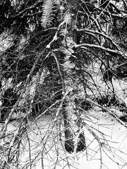 Free stock photo of black and white, pine tree, snow covered trees