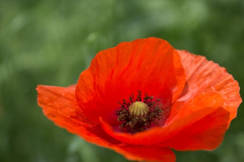 Close Up Shot of a Red Flower